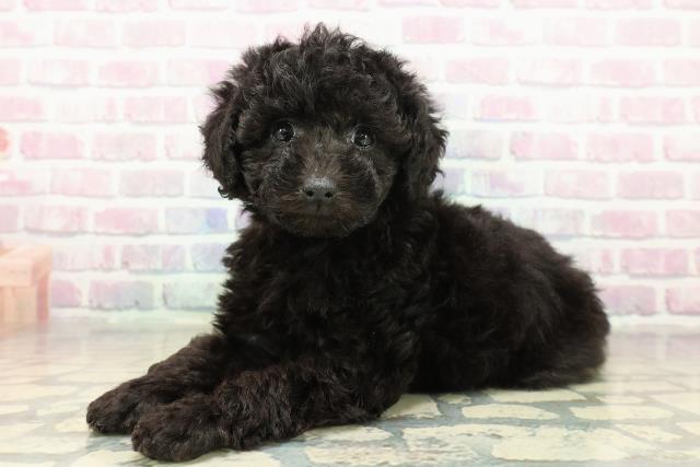 新潟県のトイプードル(トイ) (Coo&RIKU上越店/2025年11月10日生まれ/女の子/ブラック)の子犬の2枚目の画像