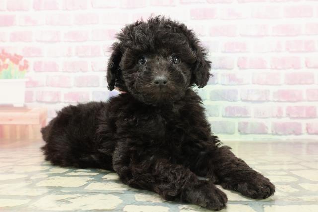 新潟県のトイプードル(トイ) (Coo&RIKU上越店/2025年11月10日生まれ/女の子/ブラック)の子犬の3枚目の画像