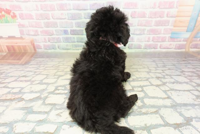 新潟県のトイプードル(トイ) (Coo&RIKU上越店/2025年11月10日生まれ/女の子/ブラック)の子犬の4枚目の画像