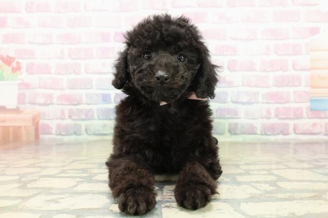 埼玉県のトイプードル(トイ) (Coo&RIKU所沢店/2025年11月10日生まれ/女の子/ブラック)の子犬の1枚目の画像