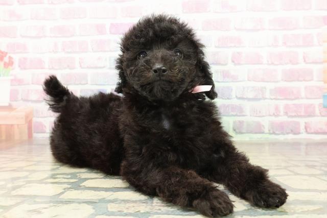 埼玉県のトイプードル(トイ) (Coo&RIKU所沢店/2025年11月10日生まれ/女の子/ブラック)の子犬の3枚目の画像