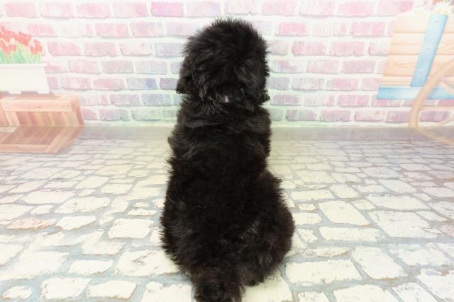 埼玉県のトイプードル(トイ) (Coo&RIKU所沢店/2025年11月10日生まれ/女の子/ブラック)の子犬の4枚目の画像