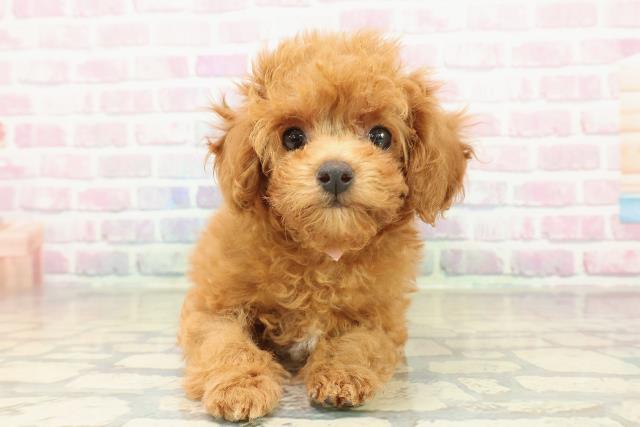 群馬県のトイプードル(トイ) (Coo&RIKU高崎店/2025年10月28日生まれ/女の子/レッド)の子犬の1枚目の画像