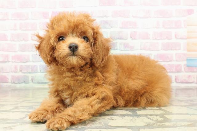 群馬県のトイプードル(トイ) (Coo&RIKU高崎店/2025年10月28日生まれ/女の子/レッド)の子犬の2枚目の画像