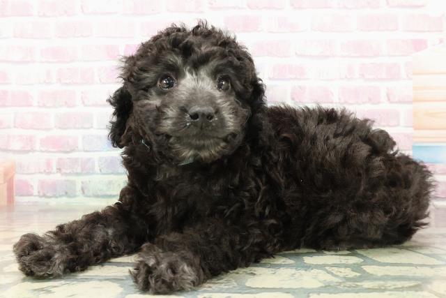 長野県のトイプードル(トイ) (Coo&RIKU松本店/2025年11月1日生まれ/男の子/シルバー)の子犬の2枚目の画像