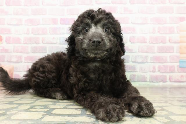 長野県のトイプードル(トイ) (Coo&RIKU松本店/2025年11月1日生まれ/男の子/シルバー)の子犬の3枚目の画像