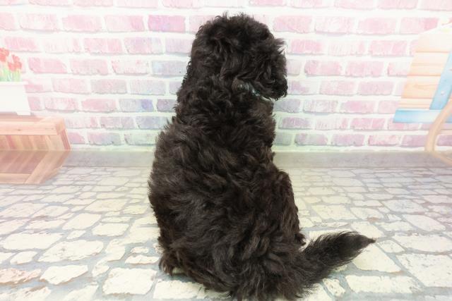 長野県のトイプードル(トイ) (Coo&RIKU松本店/2025年11月1日生まれ/男の子/シルバー)の子犬の4枚目の画像