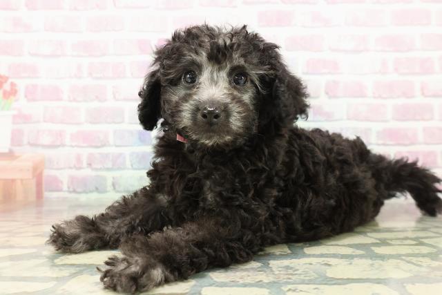 神奈川県のトイプードル(トイ) (Coo&RIKU横浜青葉店/2025年11月1日生まれ/女の子/シルバー)の子犬の2枚目の画像