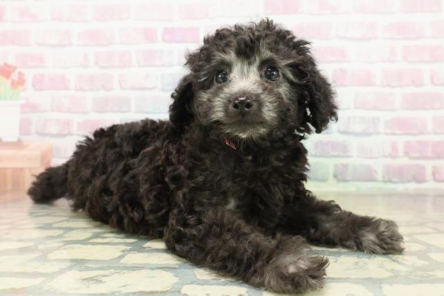 神奈川県のトイプードル(トイ) (Coo&RIKU横浜青葉店/2025年11月1日生まれ/女の子/シルバー)の子犬の3枚目の画像