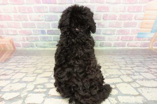 神奈川県のトイプードル(トイ) (Coo&RIKU横浜青葉店/2025年11月1日生まれ/女の子/シルバー)の子犬の4枚目の画像