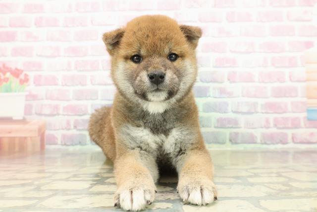 新潟県の柴犬(標準サイズ) (Coo&RIKU新潟西店/2025年11月10日生まれ/男の子/赤)の子犬の1枚目の画像