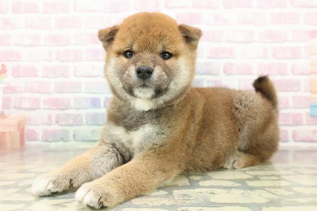 新潟県の柴犬(標準サイズ) (Coo&RIKU新潟西店/2025年11月10日生まれ/男の子/赤)の子犬の2枚目の画像