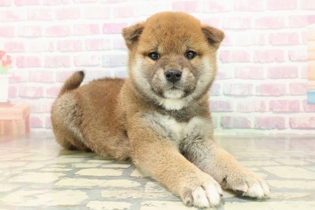 新潟県の柴犬(標準サイズ) (Coo&RIKU新潟西店/2025年11月10日生まれ/男の子/赤)の子犬の3枚目の画像