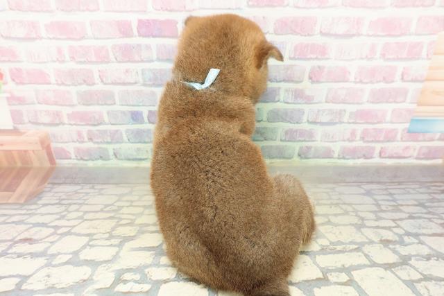 新潟県の柴犬(標準サイズ) (Coo&RIKU新潟西店/2025年11月10日生まれ/男の子/赤)の子犬の4枚目の画像