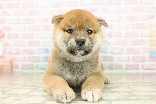 神奈川県の柴犬(標準サイズ) (Coo&RIKU横浜旭店/2025年11月10日生まれ/男の子/赤)の子犬の1枚目の画像