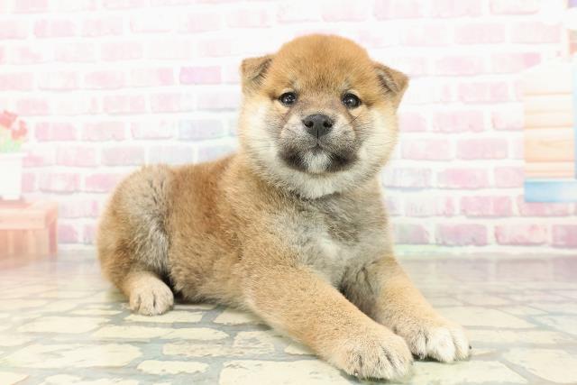 神奈川県の柴犬(標準サイズ) (Coo&RIKU横浜旭店/2025年11月10日生まれ/男の子/赤)の子犬の3枚目の画像