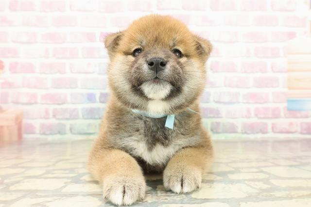 神奈川県の柴犬(標準サイズ) (Coo&RIKU横浜青葉店/2025年11月10日生まれ/男の子/赤)の子犬の1枚目の画像