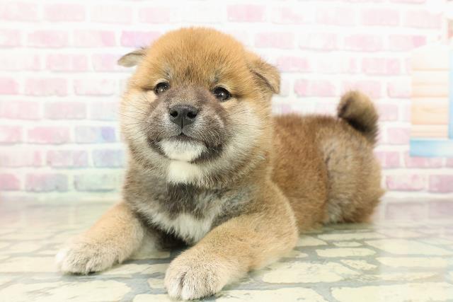 神奈川県の柴犬(標準サイズ) (Coo&RIKU横浜青葉店/2025年11月10日生まれ/男の子/赤)の子犬の2枚目の画像