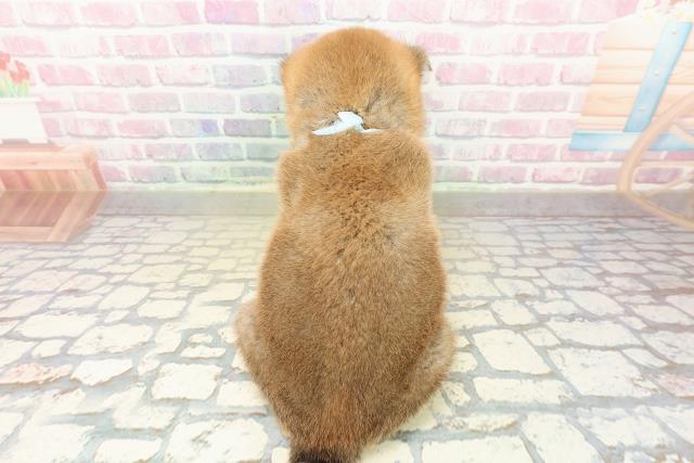 神奈川県の柴犬(標準サイズ) (Coo&RIKU横浜青葉店/2025年11月10日生まれ/男の子/赤)の子犬の4枚目の画像