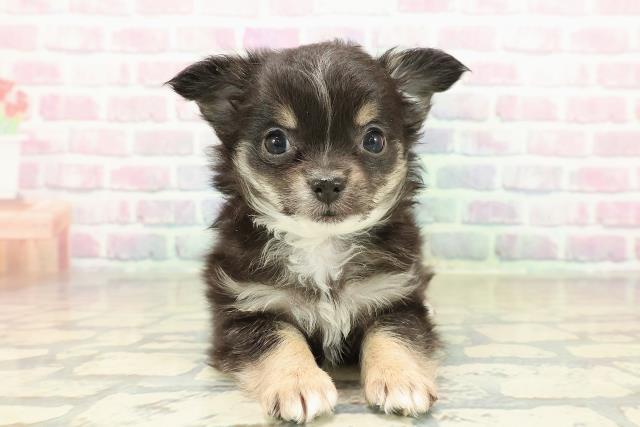 山形県のチワワ(ロング) (Coo&RIKU山形店/2025年11月10日生まれ/男の子/ブラックタンホワイト)の子犬の1枚目の画像