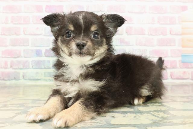 山形県のチワワ(ロング) (Coo&RIKU山形店/2025年11月10日生まれ/男の子/ブラックタンホワイト)の子犬の2枚目の画像