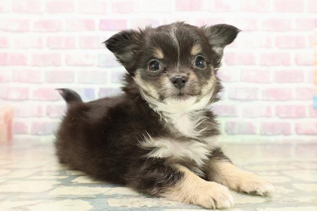 山形県のチワワ(ロング) (Coo&RIKU山形店/2025年11月10日生まれ/男の子/ブラックタンホワイト)の子犬の3枚目の画像