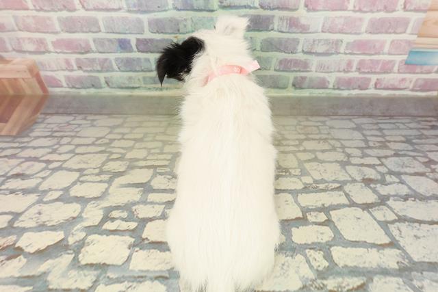 石川県のチワワ(ロング) (Coo&RIKUイオン野々市南店/2025年11月10日生まれ/女の子/ホワイトブラック)の子犬の4枚目の画像
