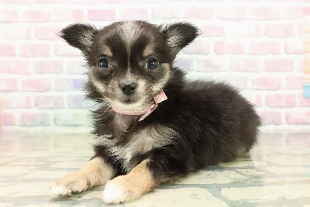 長野県のチワワ(ロング) (Coo&RIKU松本店/2025年11月10日生まれ/女の子/ブラックタンホワイト)の子犬の2枚目の画像