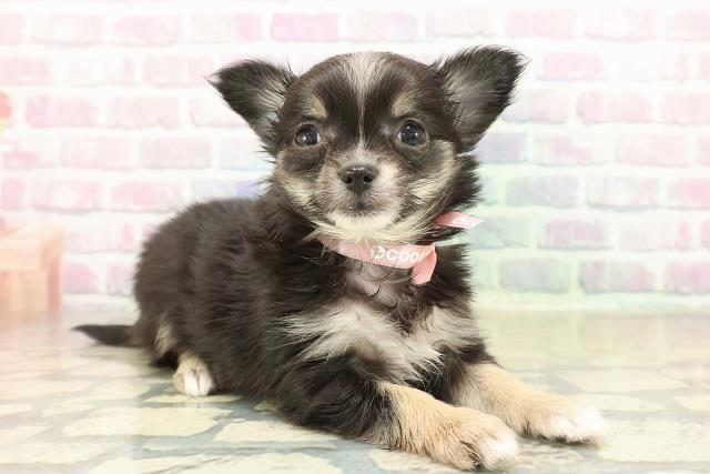 長野県のチワワ(ロング) (Coo&RIKU松本店/2025年11月10日生まれ/女の子/ブラックタンホワイト)の子犬の3枚目の画像