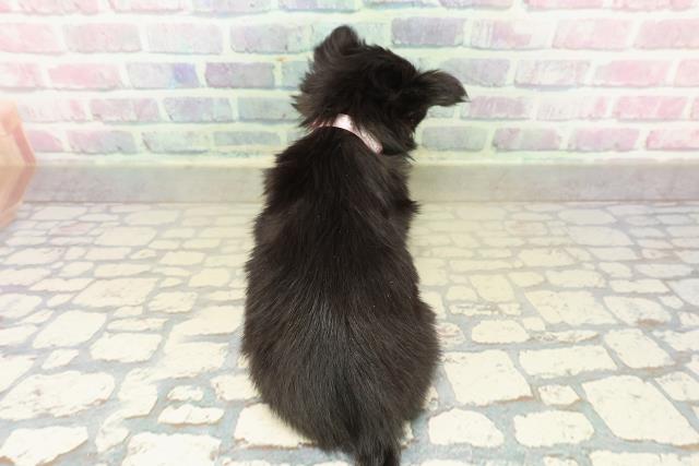 長野県のチワワ(ロング) (Coo&RIKU松本店/2025年11月10日生まれ/女の子/ブラックタンホワイト)の子犬の4枚目の画像