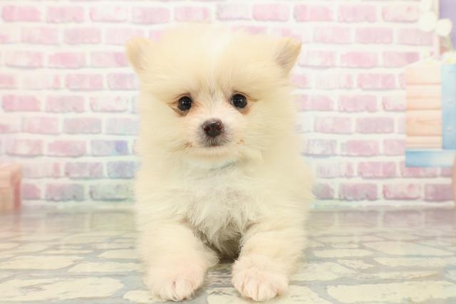 群馬県のポメラニアン (Coo&RIKU高崎店/2025年11月10日生まれ/男の子/クリーム)の子犬の1枚目の画像