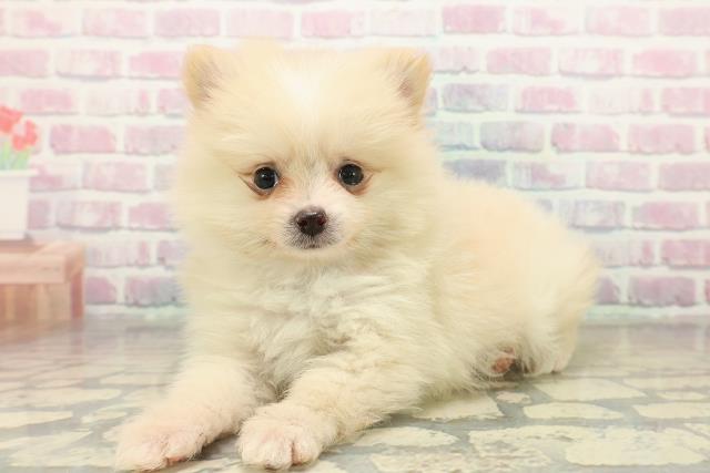 群馬県のポメラニアン (Coo&RIKU高崎店/2025年11月10日生まれ/男の子/クリーム)の子犬の2枚目の画像