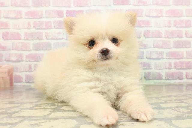 群馬県のポメラニアン (Coo&RIKU高崎店/2025年11月10日生まれ/男の子/クリーム)の子犬の3枚目の画像