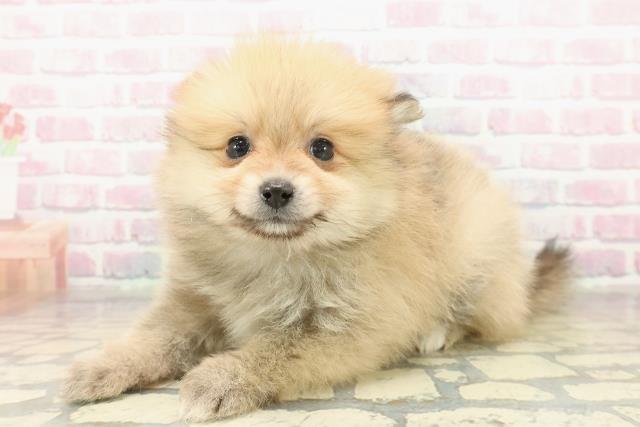 埼玉県のポメラニアン (Coo&RIKU綿半坂戸店/2025年11月10日生まれ/男の子/オレンジ)の子犬の2枚目の画像