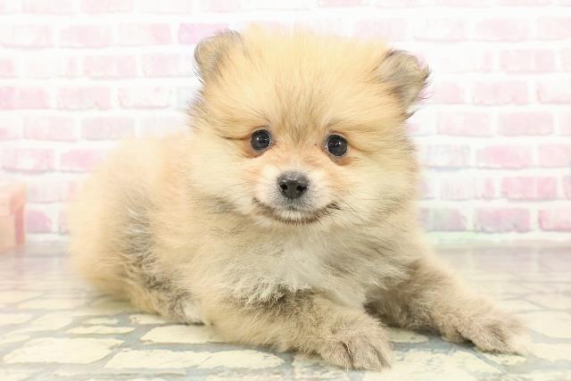 埼玉県のポメラニアン (Coo&RIKU綿半坂戸店/2025年11月10日生まれ/男の子/オレンジ)の子犬の3枚目の画像