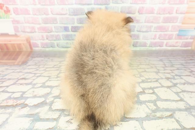 埼玉県のポメラニアン (Coo&RIKU綿半坂戸店/2025年11月10日生まれ/男の子/オレンジ)の子犬の4枚目の画像