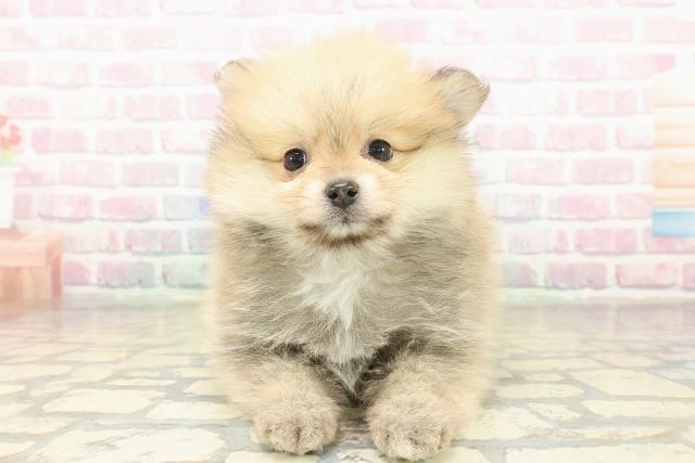 新潟県のポメラニアン (Coo&RIKUイオンモール新発田店/2025年11月10日生まれ/女の子/オレンジ)の子犬の1枚目の画像