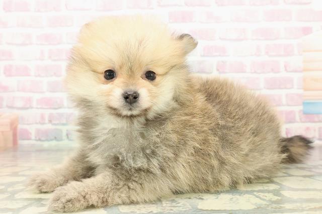 新潟県のポメラニアン (Coo&RIKUイオンモール新発田店/2025年11月10日生まれ/女の子/オレンジ)の子犬の2枚目の画像