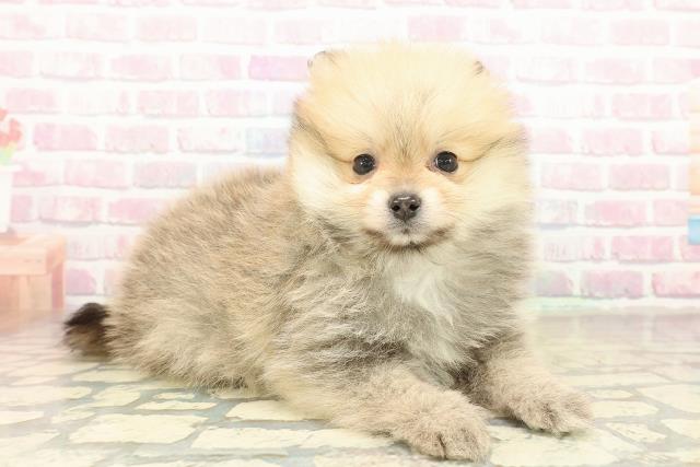 新潟県のポメラニアン (Coo&RIKUイオンモール新発田店/2025年11月10日生まれ/女の子/オレンジ)の子犬の3枚目の画像