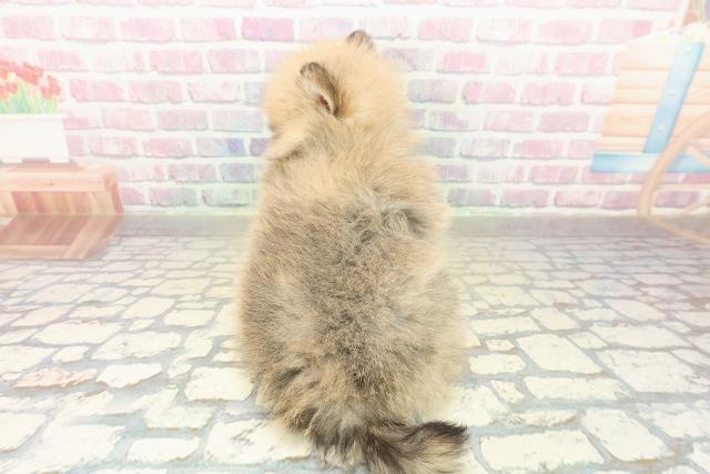 新潟県のポメラニアン (Coo&RIKUイオンモール新発田店/2025年11月10日生まれ/女の子/オレンジ)の子犬の4枚目の画像