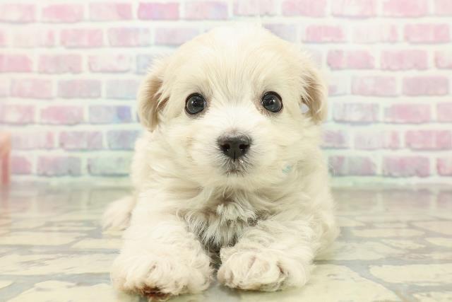 山形県のチワプー/プーチー(チワワ×プードル) (Coo&RIKU山形店/2025年11月8日生まれ/男の子/クリーム)の子犬の1枚目の画像