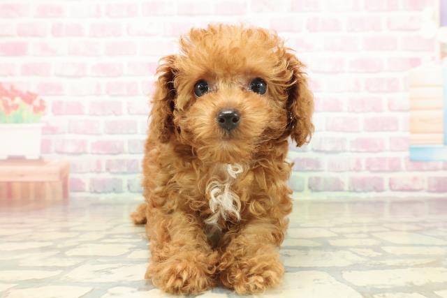 千葉県のトイプードル(トイ) (Coo&RIKU南柏店/2025年10月31日生まれ/女の子/レッド)の子犬の1枚目の画像