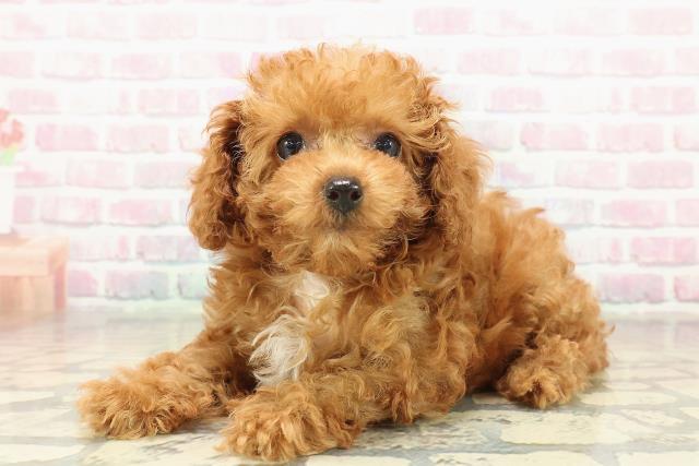 千葉県のトイプードル(トイ) (Coo&RIKU南柏店/2025年10月31日生まれ/女の子/レッド)の子犬の2枚目の画像