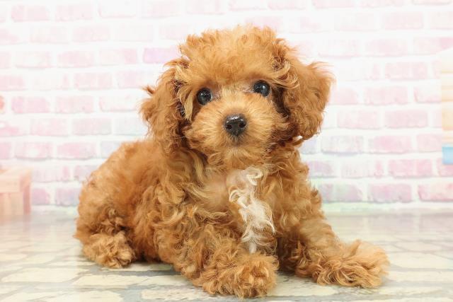 千葉県のトイプードル(トイ) (Coo&RIKU南柏店/2025年10月31日生まれ/女の子/レッド)の子犬の3枚目の画像