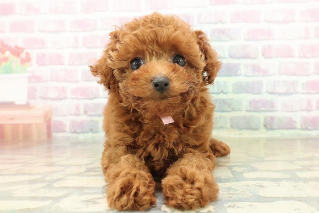 神奈川県のトイプードル(トイ) (Coo&RIKU長津田店/2025年11月4日生まれ/女の子/レッド)の子犬の1枚目の画像