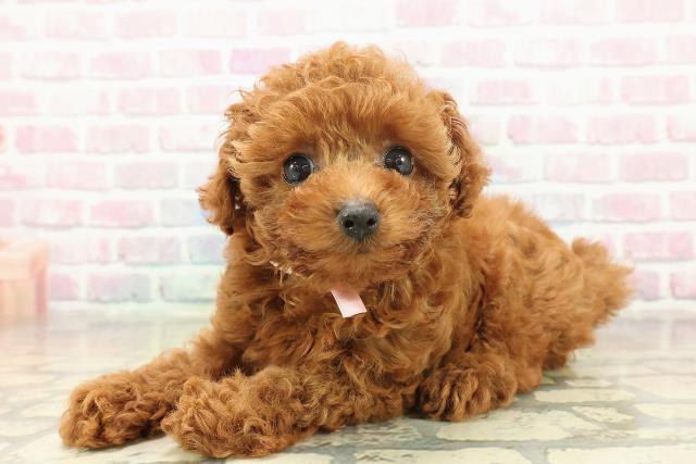 神奈川県のトイプードル(トイ) (Coo&RIKU長津田店/2025年11月4日生まれ/女の子/レッド)の子犬の2枚目の画像