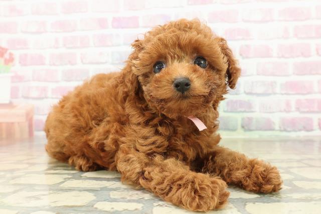 神奈川県のトイプードル(トイ) (Coo&RIKU長津田店/2025年11月4日生まれ/女の子/レッド)の子犬の3枚目の画像