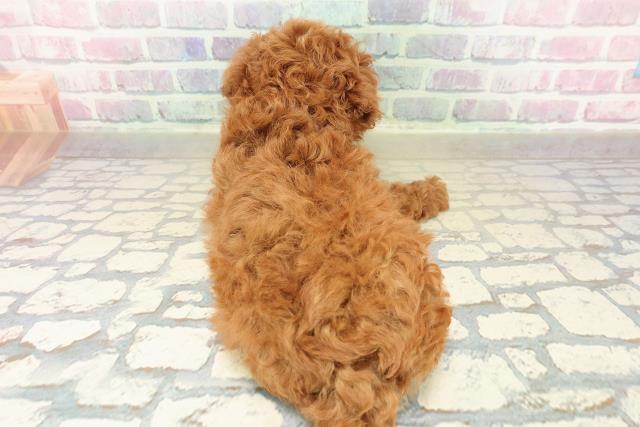 神奈川県のトイプードル(トイ) (Coo&RIKU長津田店/2025年11月4日生まれ/女の子/レッド)の子犬の4枚目の画像