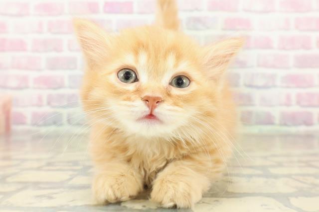 東京都のミヌエット (Coo&RIKU大久保店/2025年11月9日生まれ/男の子/レッドタビー)の子猫の1枚目の画像