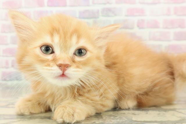 東京都のミヌエット (Coo&RIKU大久保店/2025年11月9日生まれ/男の子/レッドタビー)の子猫の2枚目の画像